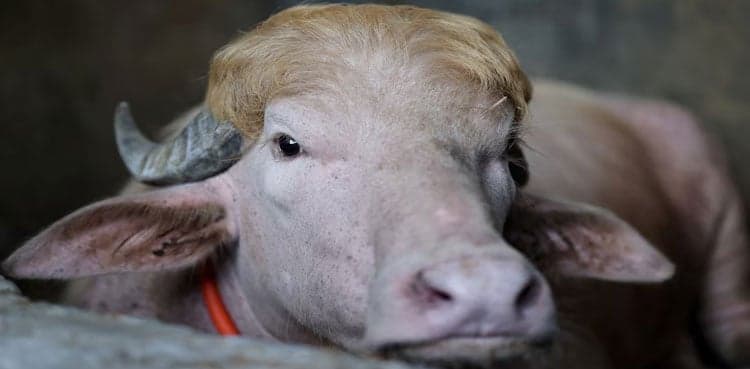 Bangladesh’s rare ‘Donald Trump’ buffalo becomes Eid sensation