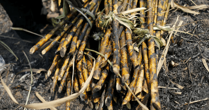 Hot weather hurts Asian crops as powerful El Nino takes shape