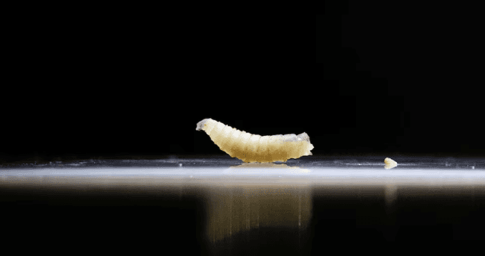 Flesh-eating screwworm confirmed in Texas calf as parasite crosses border from Mexico