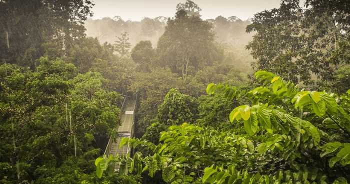 Malaysian scientists discover hyperparasitic in Borneo's jungles
