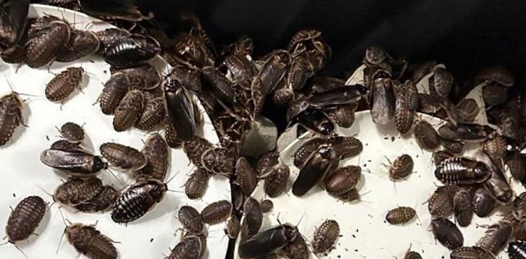 Australia seizes 100,000 cockroaches in bug-breeder bust