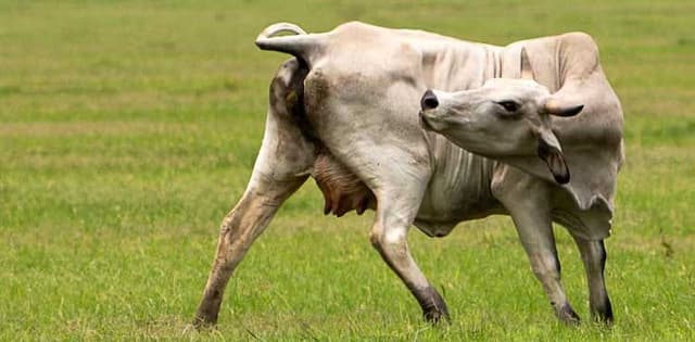 Second flesh-eating screwworm case confirmed