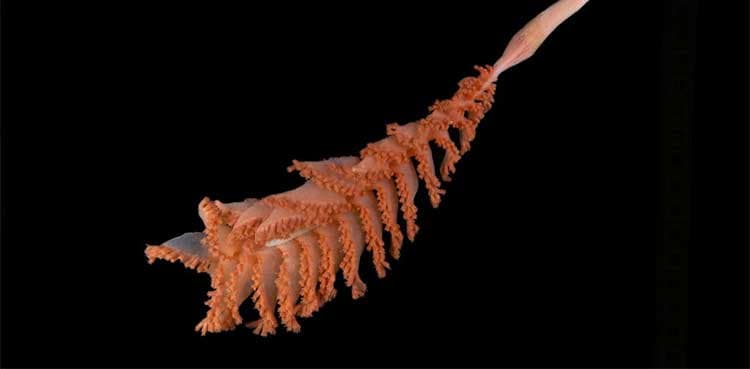 Haul of 1,100 new ocean species in one year shows depths of unknown and unprotected