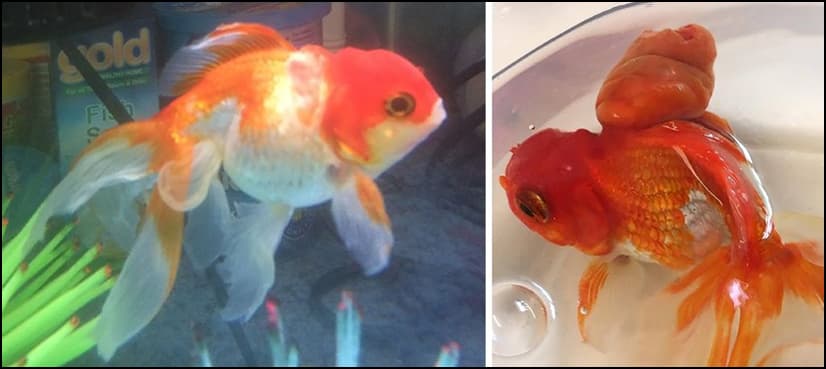Nemo the goldfish recovering after rare tumour op