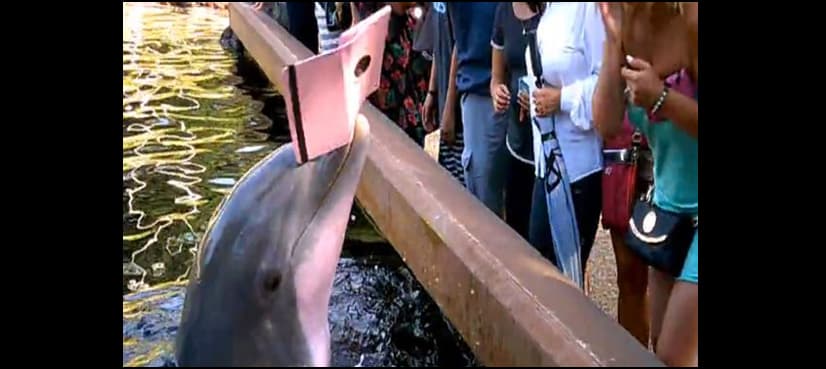 WATCH: Dolphin snatches woman's iPad