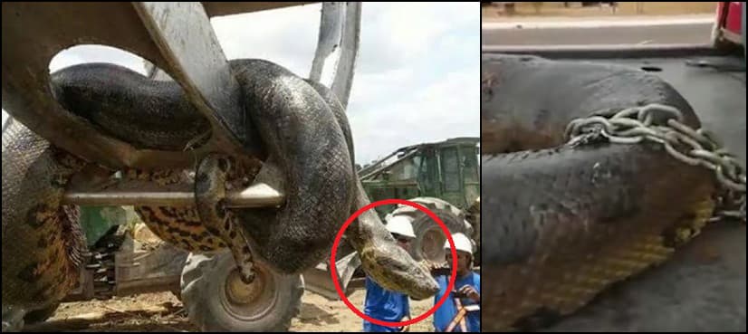 VIDEO: Giant 400kg anaconda found at Brazilian construction site