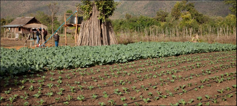 Drip Irrigation: Experts sow berry orchard in barren land of Umarkot