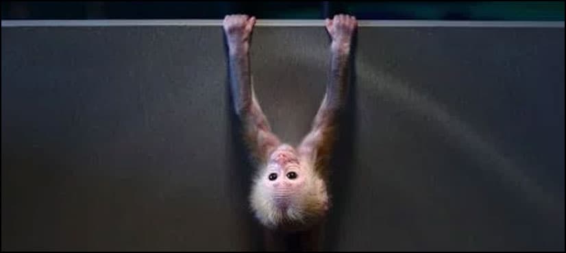 Japan zoo culls 57 monkeys carrying 'invasive' genes