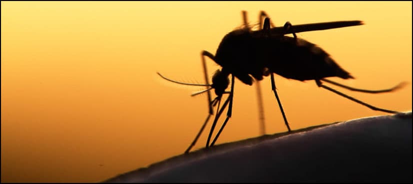 Scientists release mosquitoes to fight malaria