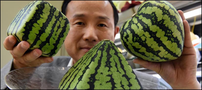 These odd-shaped fruits in Japan are selling at heart-stopping price