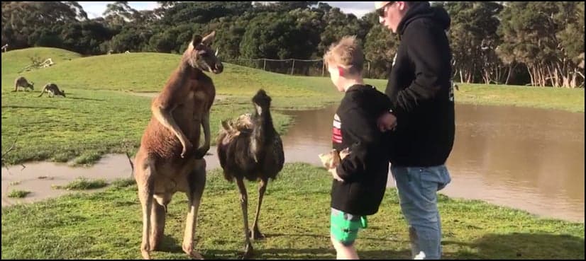 WATCH: Kangaroo ‘punches’ boy in the face, video goes viral
