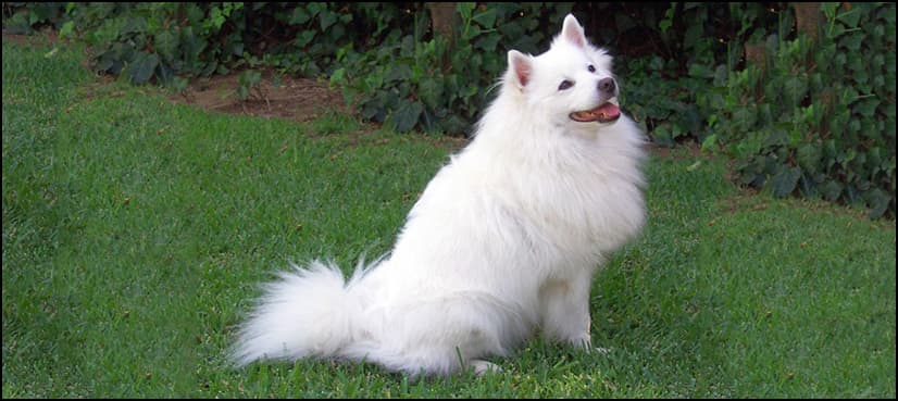 Indian girl commits suicide after death of her pet dog