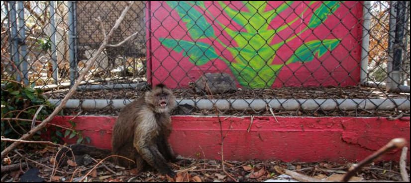 Looters steal rare animals from zoo destroyed by Hurricane Irma