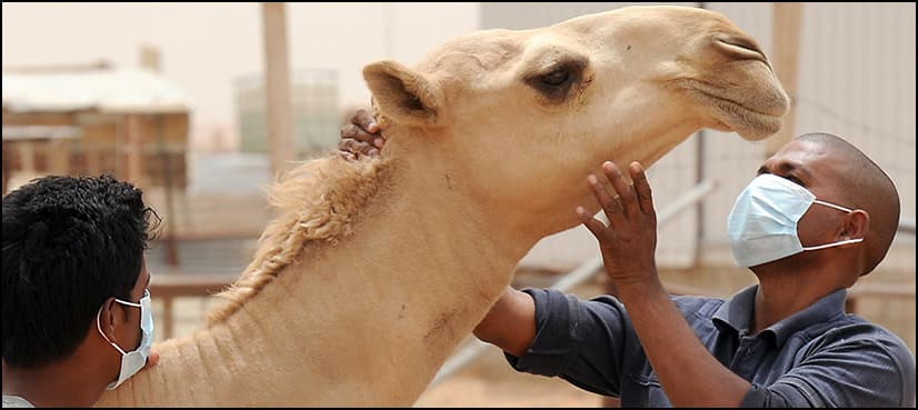 Health experts see camels as solution to fight deadly MERS virus