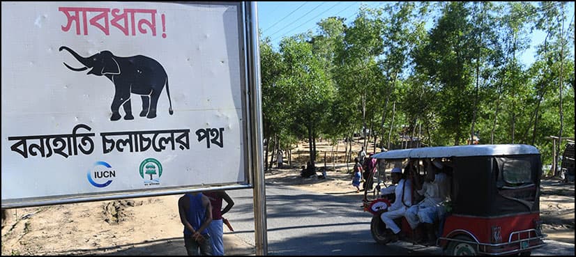 Wild elephants trample to death four Rohingya refugees in Bangladesh