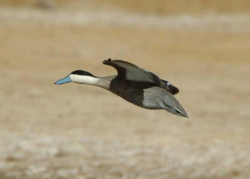 Illegal poaching of migratory birds at a high in Badin