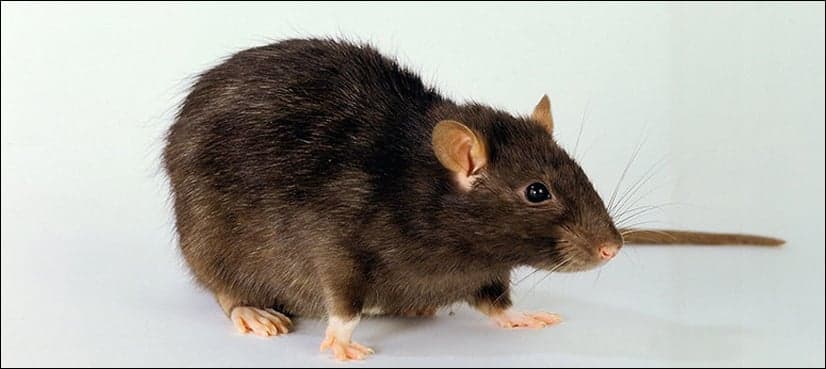 WHO warns of deadly outbreak of rat-borne hantavirus