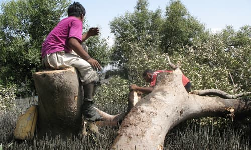 3600 trees being cut in Khyber Pakhtunkhwa for a transmission line
