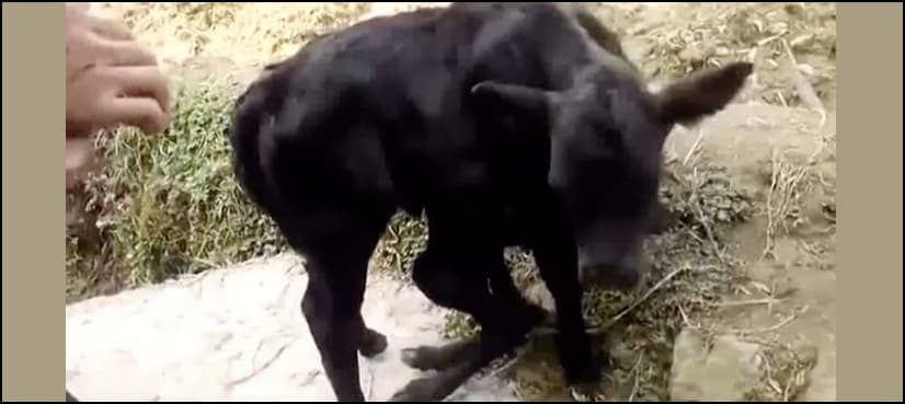 Mutant calf born with six legs becomes farm tourist attraction