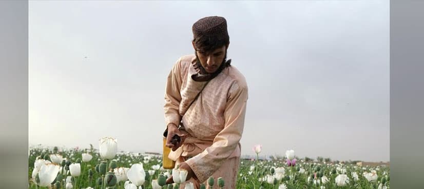 Afghan farmers stick to growing opium in the face of less lucrative options