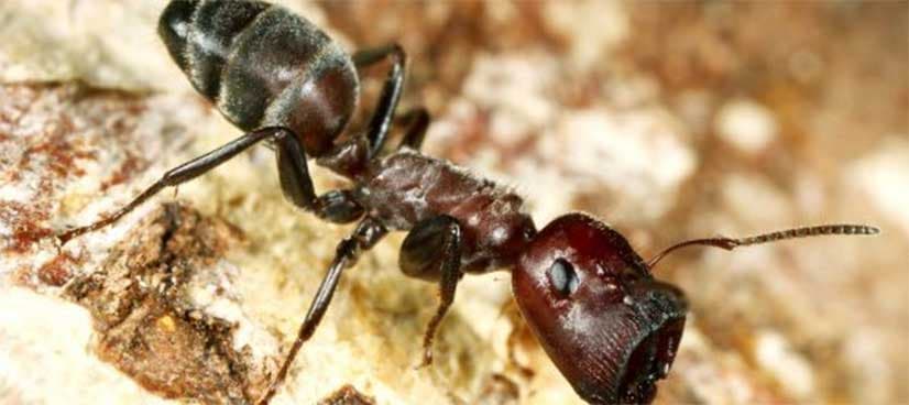 Ants that 'explode' to fight foes discovered