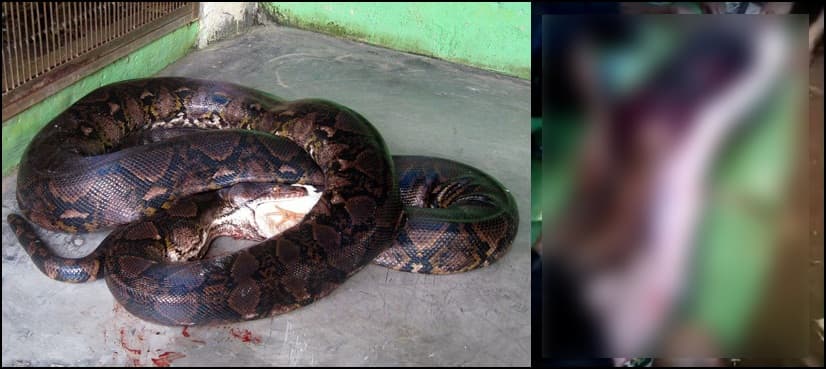 Indonesian woman swallowed by giant python
