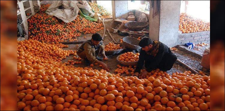 Record-breaking: Pakistan exports 370,000 tonnes oranges this season