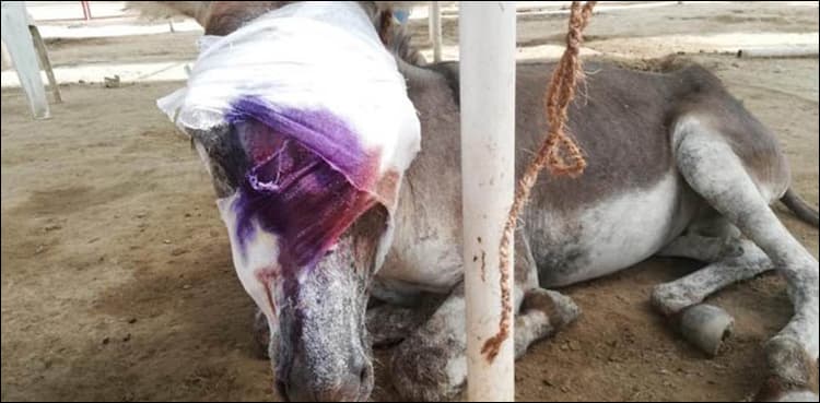 Donkeys having a hard time in Karachi – another one ‘beaten’, injured
