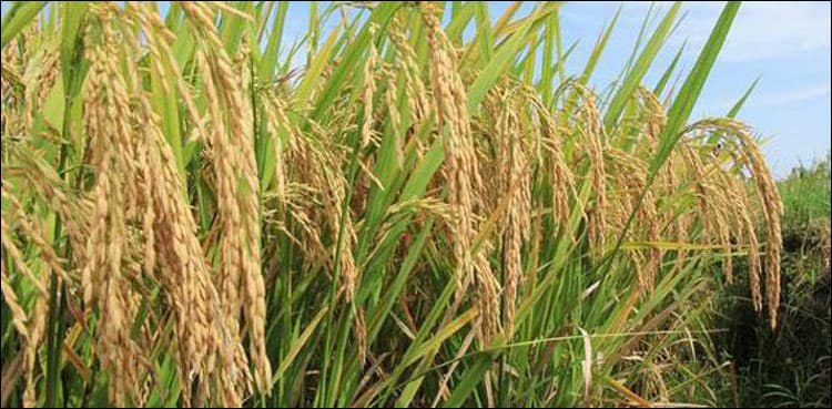 Chinese experts to train 40 Pakistani scientists on hybrid rice