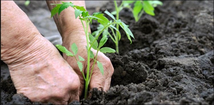 Asad Umar launches spring tree plantation campaign in Islamabad