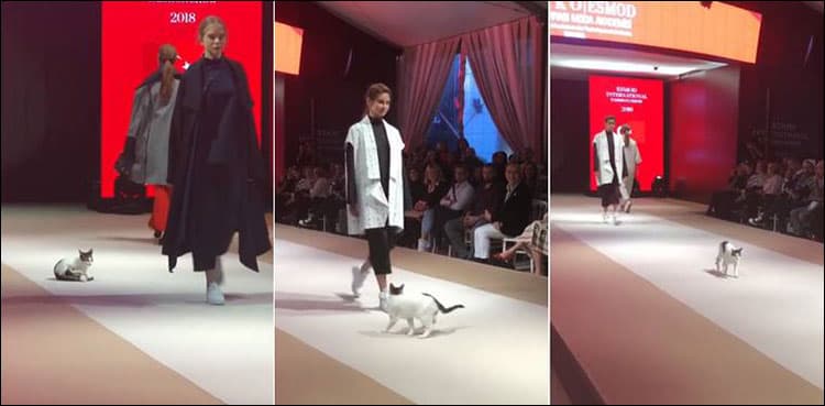 Real cat graces the ramp during Istanbul catwalk, video goes viral