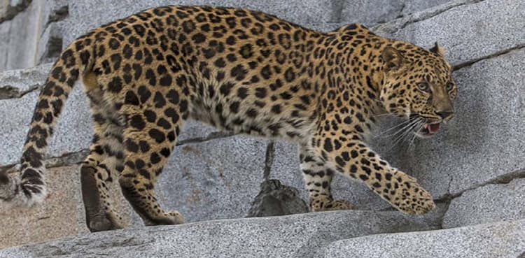 Leopard kills elderly man in Battagram, residents in fear