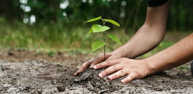 No degree for Peshawar students without a tree plantation