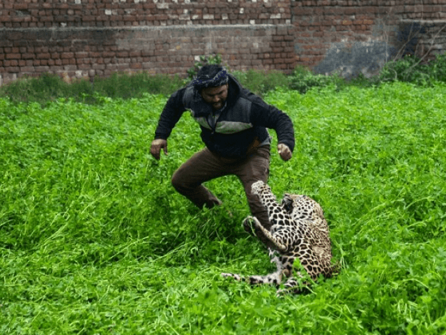 Marauding leopard causes panic in Indian city
