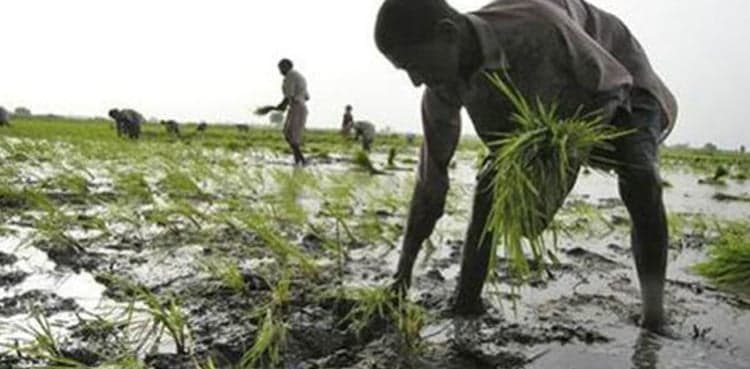 Sindh announces Rs.3bn relief for small growers
