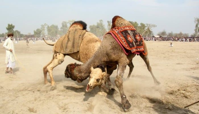Camel fighting persists in Pakistan despite ban