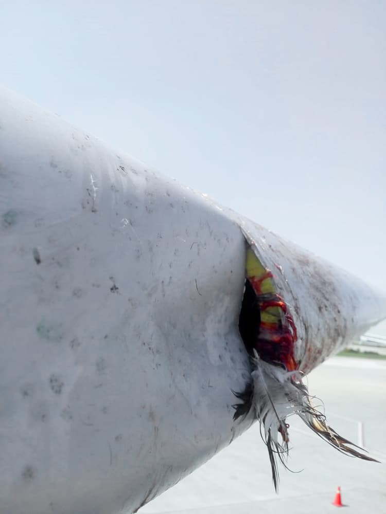 Bird strikes into flight carrying passengers from KSA to Pakistan, damage reported