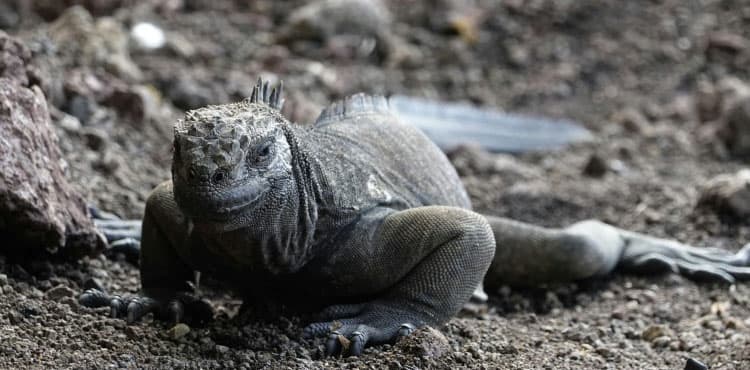 Plastic microparticles threaten unique Galapagos fauna