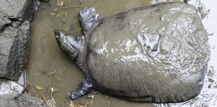 World's rarest turtle moves a step closer to extinction