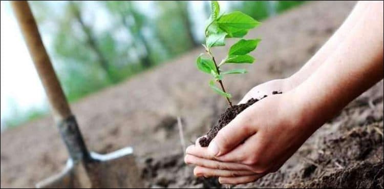 Planting two trees now mandatory for everyone building a house