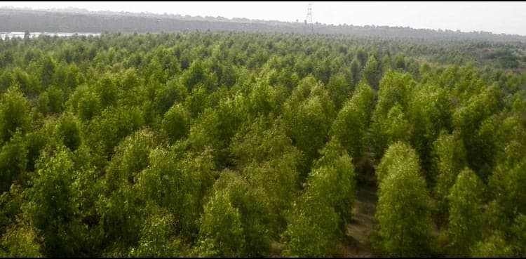 Pakistan achieves UN climate action goal 10 years ahead of deadline