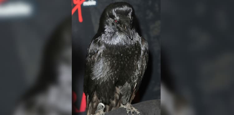 Secret animal spies of CIA: Cats, dolphins and one smart raven