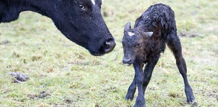 'Human face' calf stuns farmers after its birth