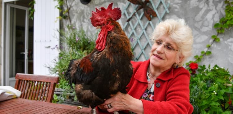 Rooster triumphs in battle over right to crow