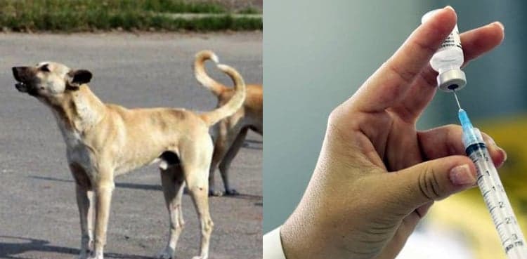 Dog bite vaccine available at some Karachi hospitals: Commissioner