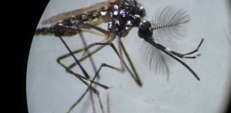 Punjab confirms another dengue fever case in Rawalpindi
