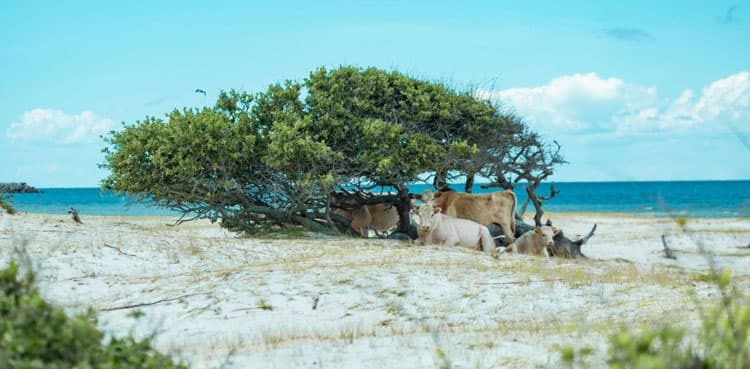 These cows swim miles to safety after storm sweeps them into the sea