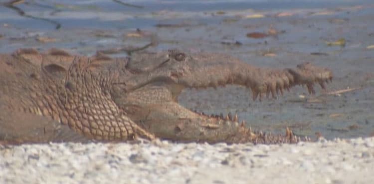 WATCH: Huge crocodile spotted on beach