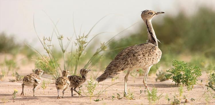 Customs recover 11 houbara bustards in Karachi raid
