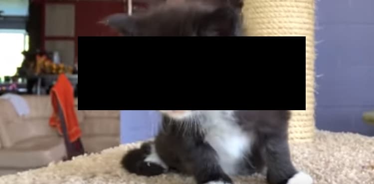 WATCH: Viral video shows kittens with human resembling faces